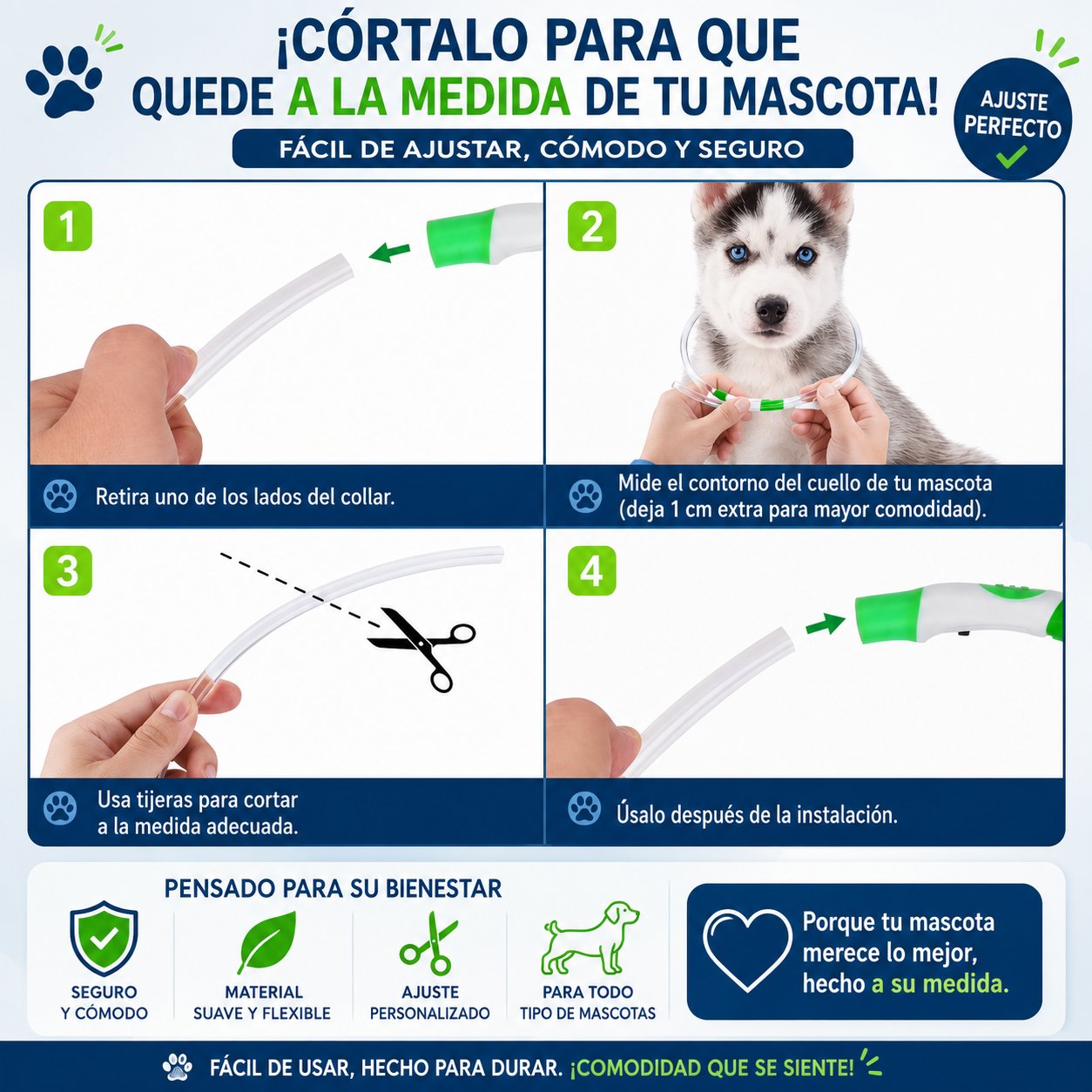 Perro golden retriever con collar LED verde en paseo seguro nocturno